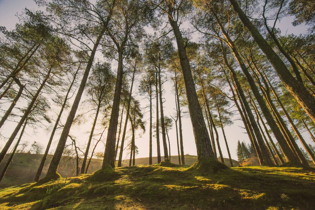 Accelerating Business Growth: A Strategic Guide to Sustainable Expansion