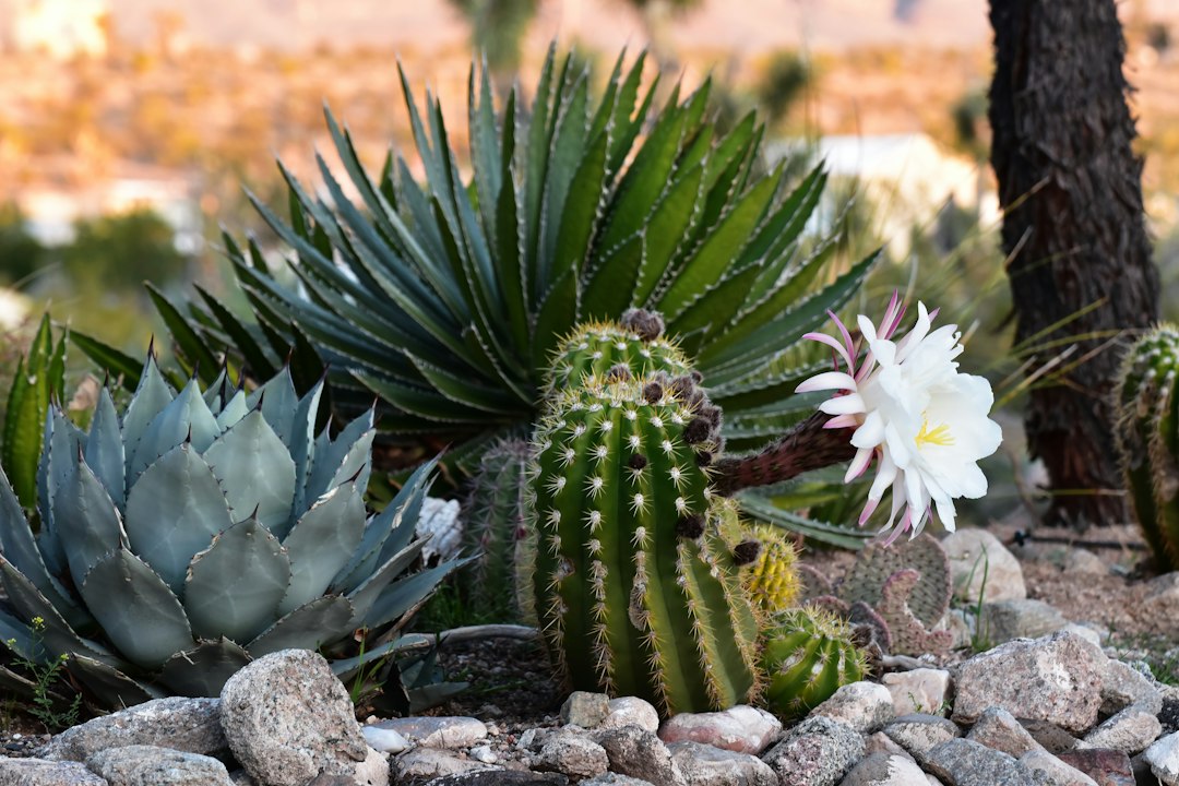 Flexible Premium Life Insurance: Adapting Protection to Your Aloe
